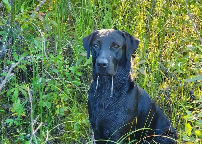 Onnela Upstairs Dom wakacyjny *